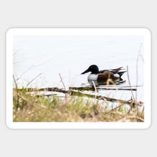 Duck on Pond Sticker